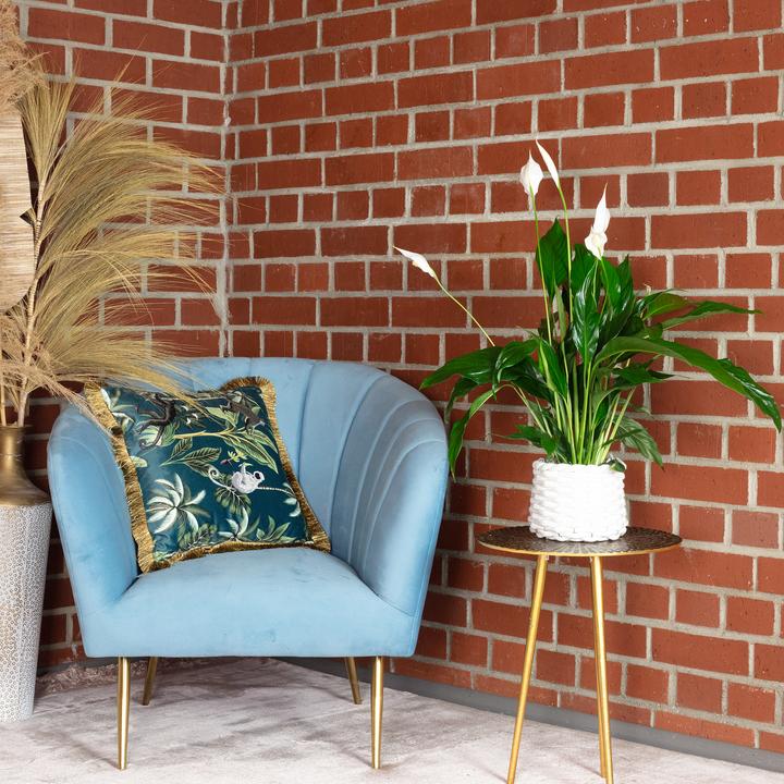 Actual product image Flowerbox Einblatt - Spathiphyllum
