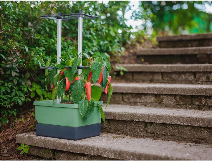 Produktbild Gusta Garden Charly Chili (35.35 cm)