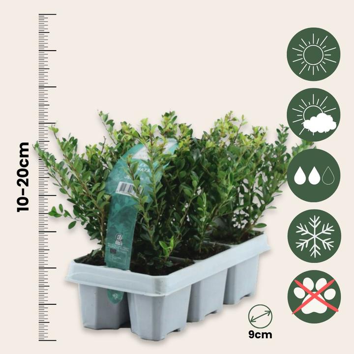 Produktbild Plant in a Box Ilex crenata 'Jenny' - 12er-Set Japanische Stechpalme (10 cm)
