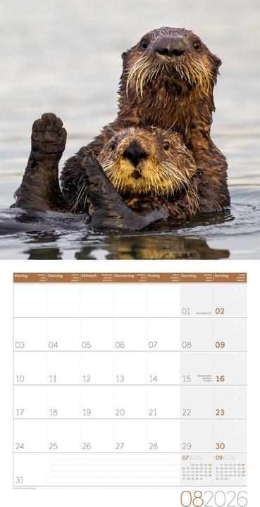 Image du produit Otter Kalender 2026 - 30x30 (30 x 30 cm, Couverture rigide, Allemand, Français, Italien, Anglais)
