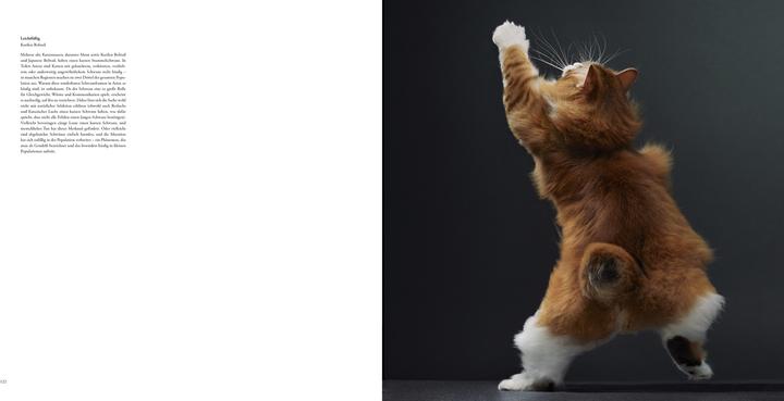 Produktbild Katzen (Deutsch, Jonathan B. Losos, Monika Niehaus, Morten L. Kringelbach, Tim Flach, 2025)