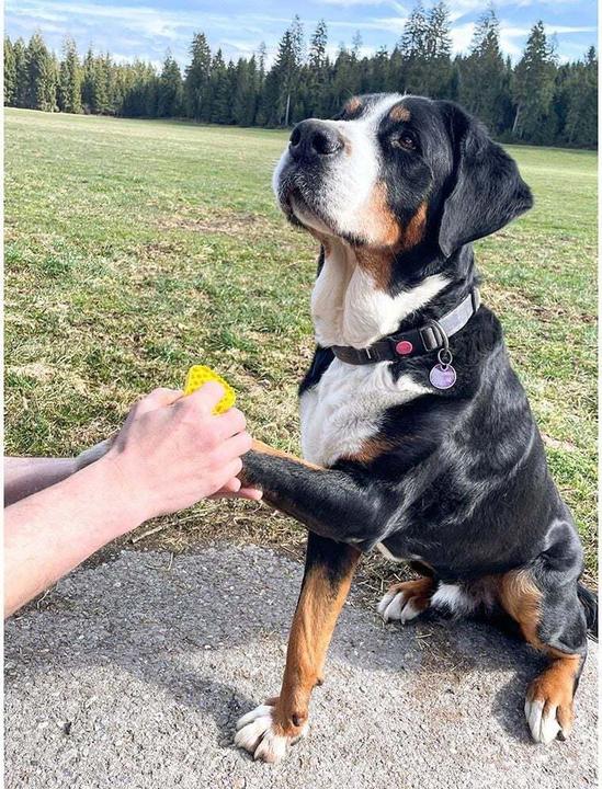 Actual product image Pet+Me Brush (Cat, Dog)