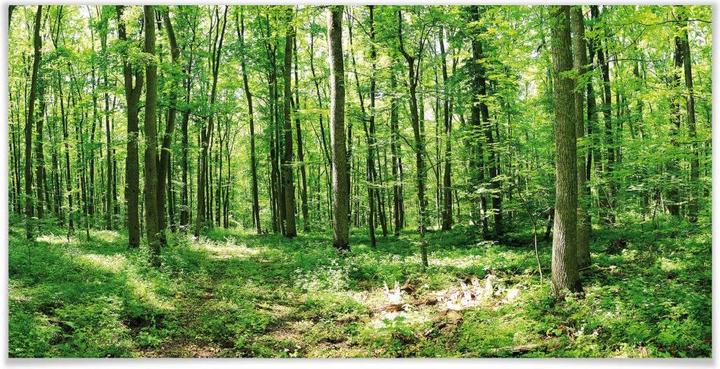Produktbild Trenddeko Waldpanorama 02 (50 x 100 cm)