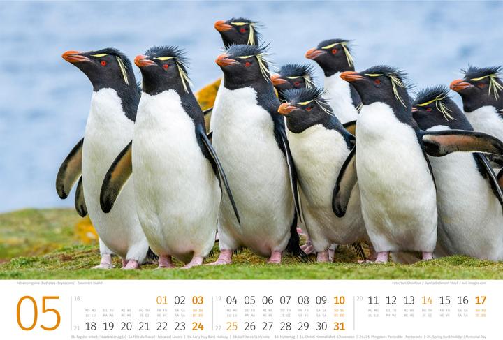 Produktbild Pinguine Kalender 2026