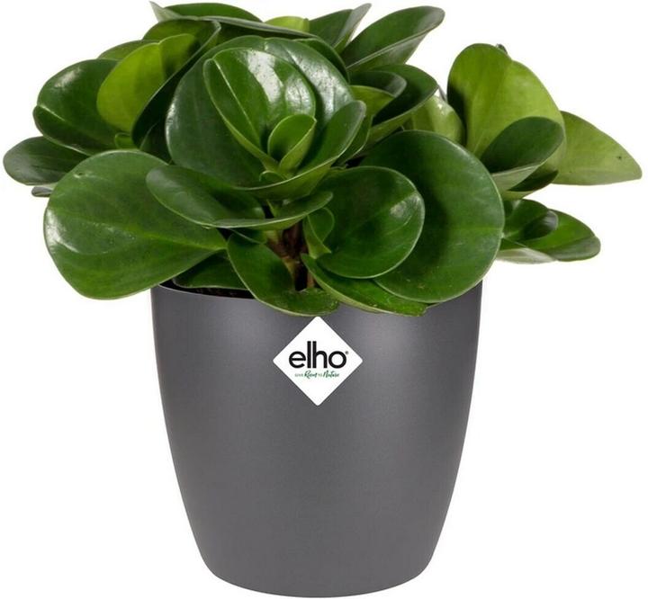 Produktbild Elho Brussels (13 x 11 cm)