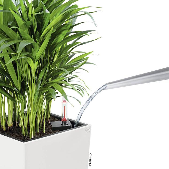 Actual product image Lechuza Cubico Color (39.50 cm)