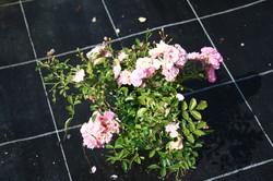Immagine prodotto Lubera Rosa The Fairy Rosa da copertura