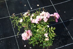 Immagine prodotto Lubera Rosa The Fairy Rosa da copertura