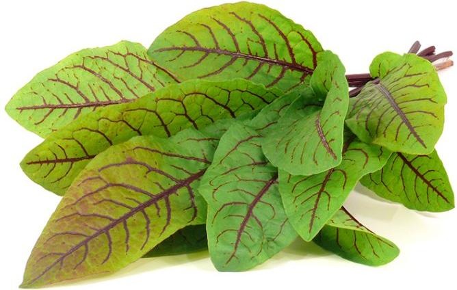 Produktbild Click and Grow Samen Sauerklee (Pflanzensamen)