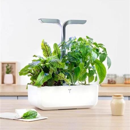 Image du produit Véritable Lingot Pensée BIO (Graines d'herbes aromatiques)