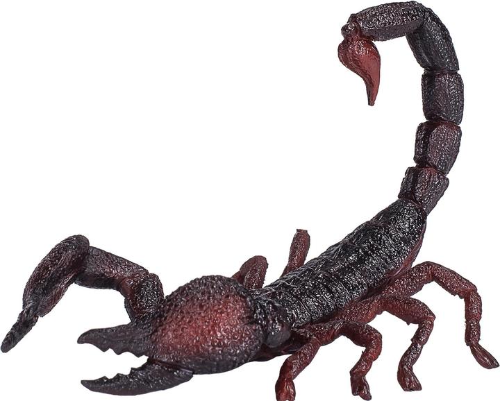 Actual product image small foot Emperor Scorpion