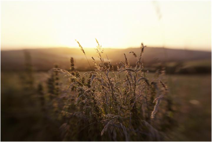 Actual product image Lensbaby Sweet 50 Optics (Universal, full size)