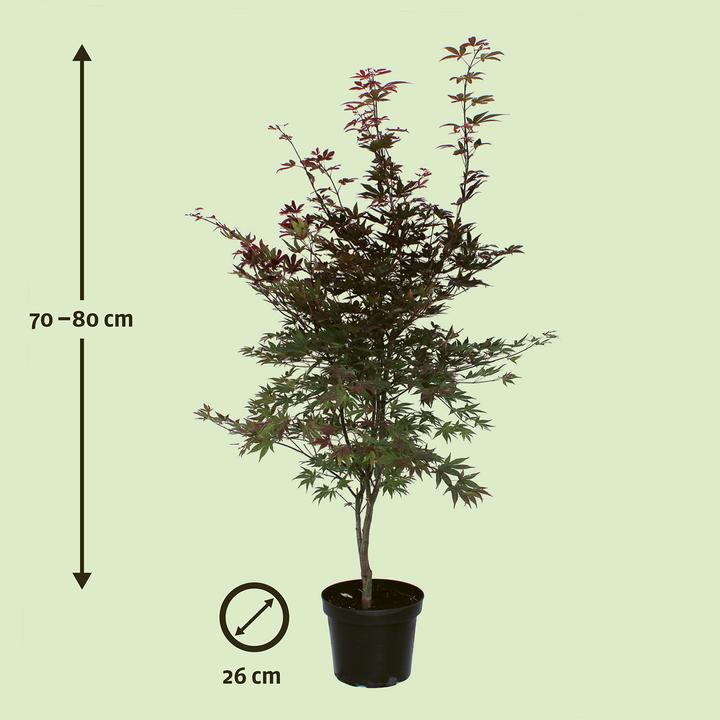 Produktbild Zulauf Japanischer Fächer-Ahorn / Acer palmatum 'Atropurpureum' (80 cm)