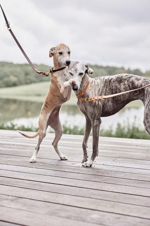 Immagine prodotto OYOY Zoo ZOO - Guinzaglio per cani Robin M/L - Choko (Z60053) (Cane, Generale)