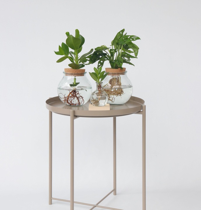 Actual product image Plant in a Box Clusia rosea Princess - In glass (35 cm)