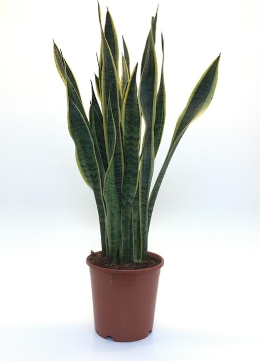 Rutishauser Blumen Sanseveria (80 cm)