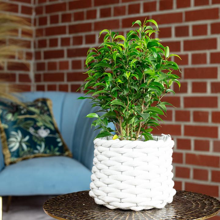 Produktbild Flowerbox Birkenfeige "Natasja" verzweigt - Ficus benjamini (30 cm)