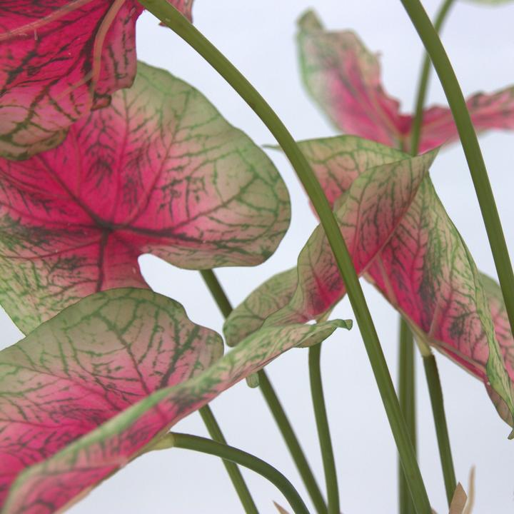 Immagine prodotto Plant in a Box Caladium - (60 cm)