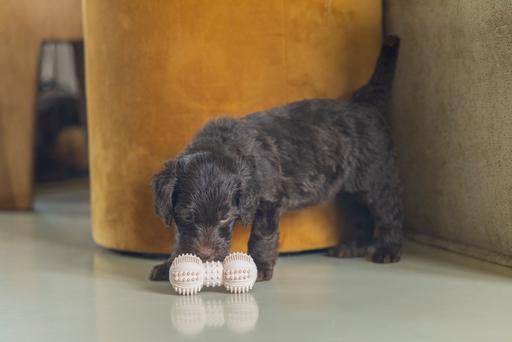 Immagine prodotto Beeztees Manubrio dentale (Gioco da masticare per cani)