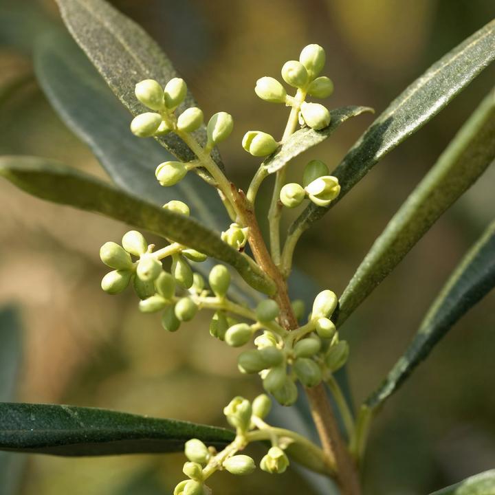 Actual product image Plant in a Box Olea europaea - Olivenbaum (155 cm)