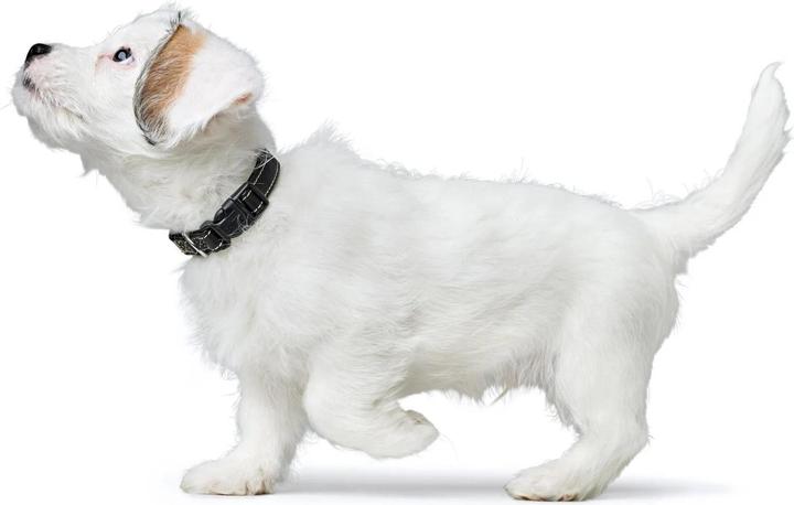 Actual product image Hunter Canadian Up for dogs black S/1 (1, S, Dog, General)