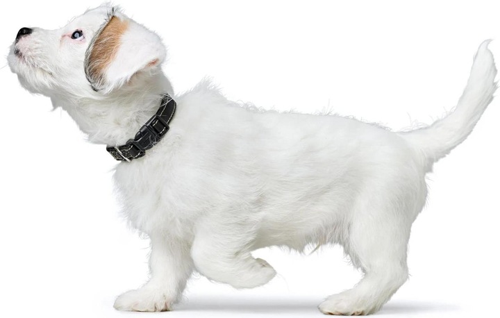 Immagine prodotto Hunter Canadian Up per cani nero S/1 (1, S, Cane, Generale)