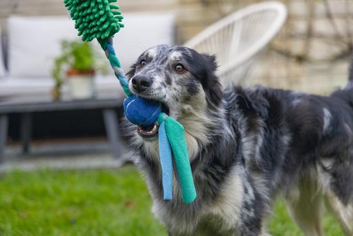 Produktbild Beeztees Ente (Ballspielzeug Hund)