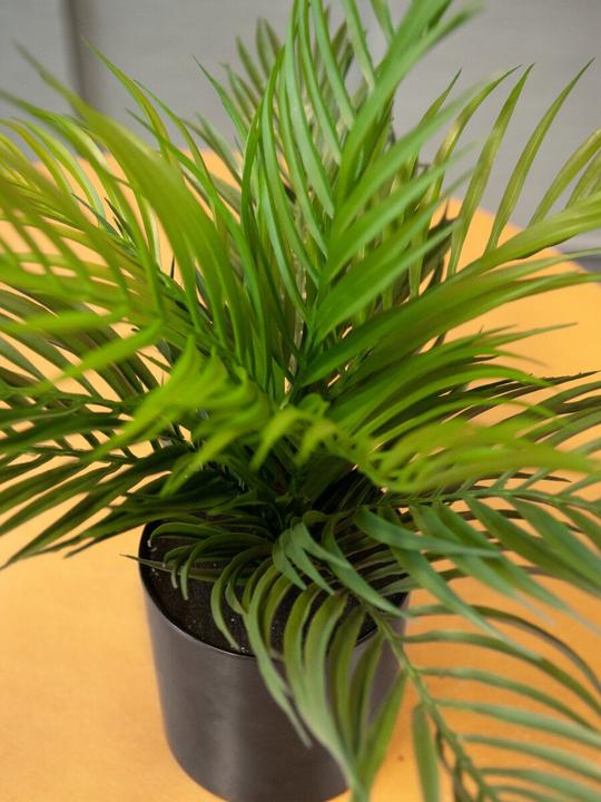 Immagine prodotto Europalms Palma dai frutti d'oro (46 cm)