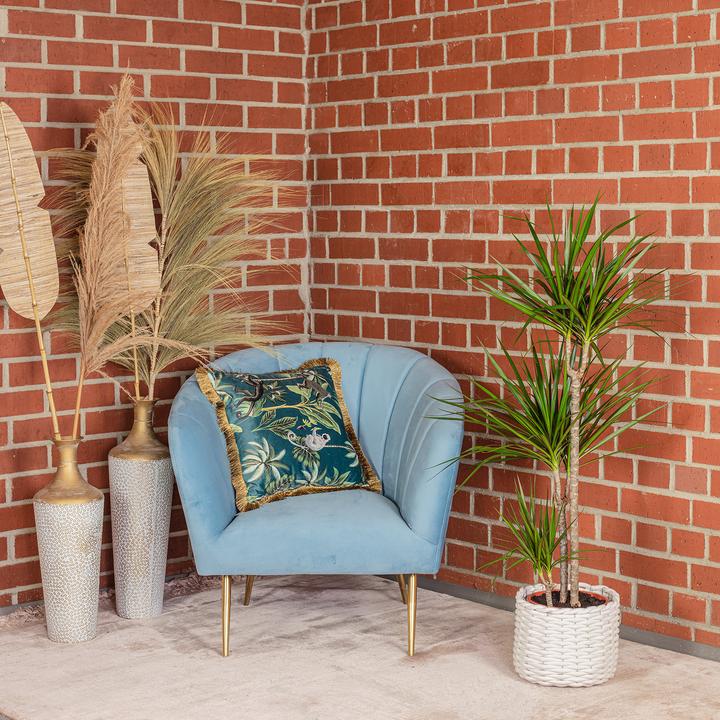 Immagine prodotto Flowerbox Gerandeter Drachenbaum - Dracaena marginata (120 cm)