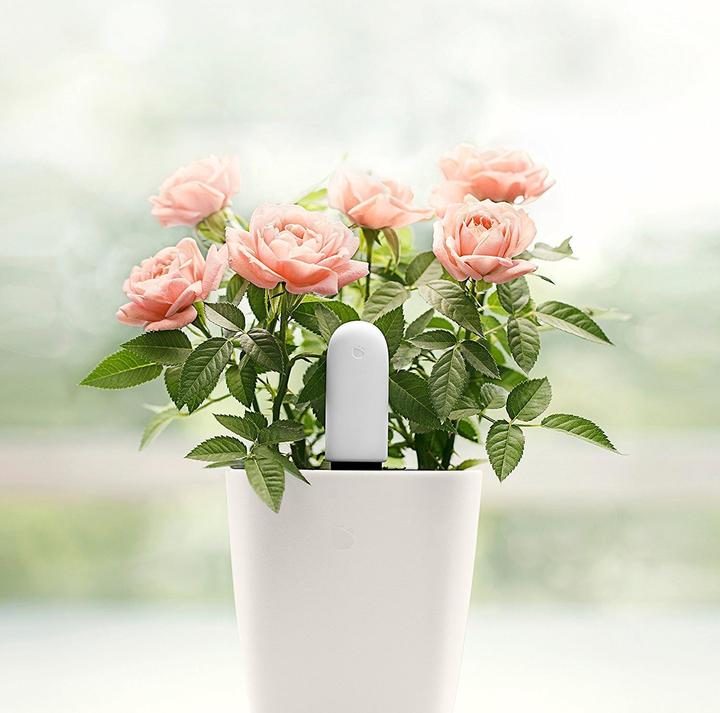 Image du produit Xiaomi Soins des fleurs de légumes (Sonde d'irrigation)