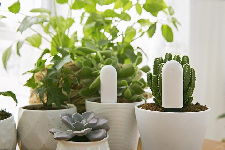 Image du produit Xiaomi Soins des fleurs de légumes (Sonde d'irrigation)