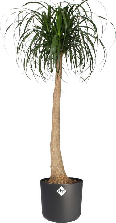 Produktbild Elho b.for soft (16 cm)