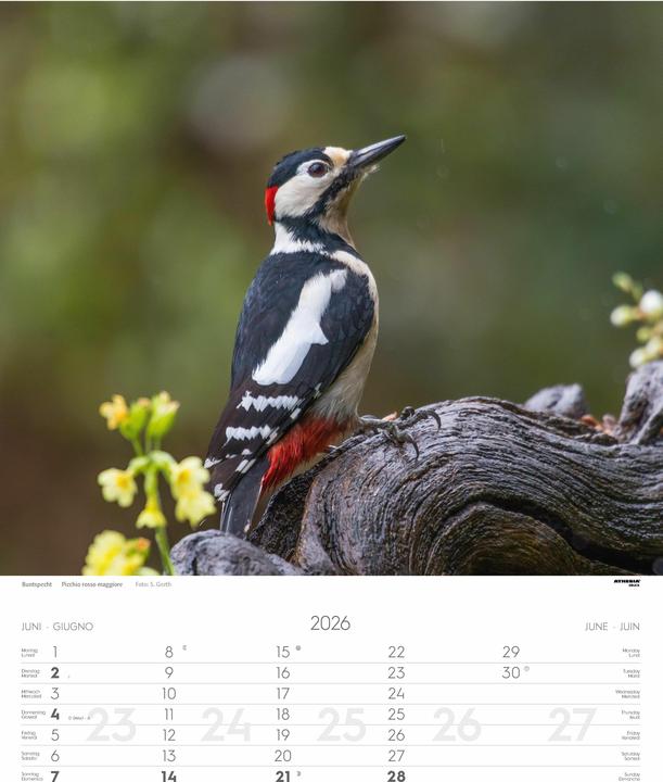 Produktbild Tiere der Alpen - Kalender 2026