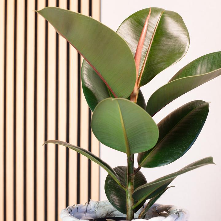 Actual product image Flowerbox Rubber tree - Ficus elastica Robusta (50 cm)