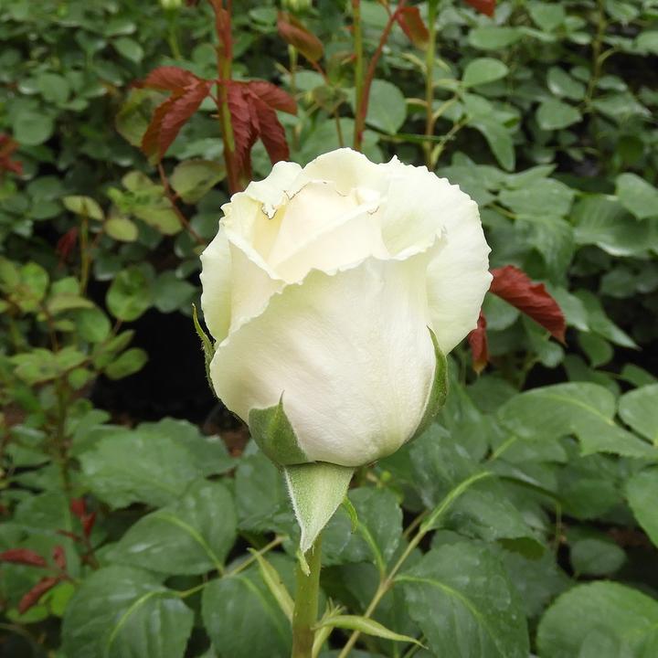 Actual product image Zulauf Renaissance Rose (40 cm)