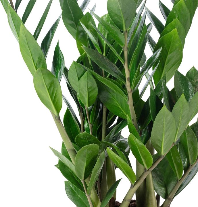 Produktbild Flowerbox Glücksfeder - Zamioculcas zamiifolia (55 cm)