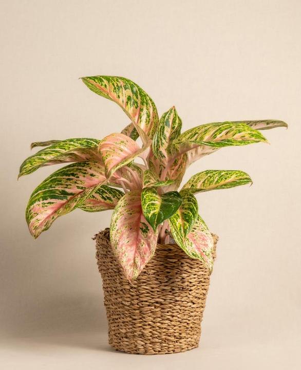Actual product image feey Aglaonema Cocomelon (35 cm, Freshly repotted)