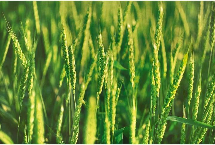 Produktbild Weleda Hafer (200 ml)