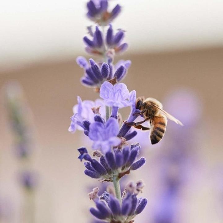 Produktbild Jurlique Lavender Hand Cream (40 ml)