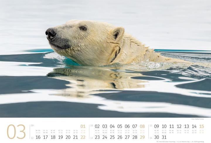 Produktbild Eisbären Kalender 2026 (45 x 33 cm, Harter Einband, Englisch, Italienisch, Französisch, Deutsch)