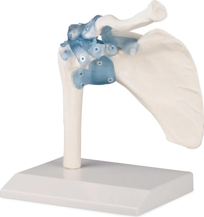 Immagine prodotto Erler Zimmer Articolazione della spalla con legamenti