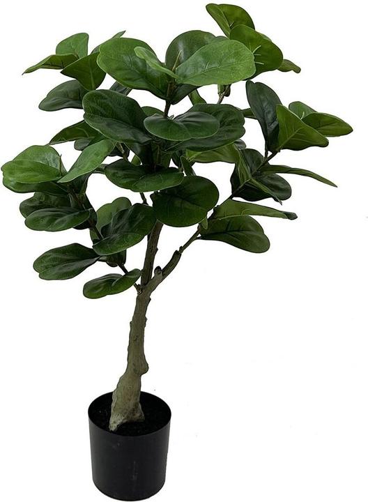 present time Ficus (72 cm)
