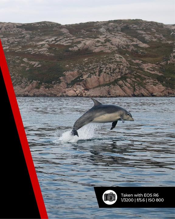 Actual product image Canon RF 70-200mm f/4L IS USM (EU) (Canon RF, full size)