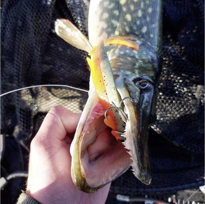 Immagine prodotto Quantum Pelagic Shad Set Hairy (21 cm)