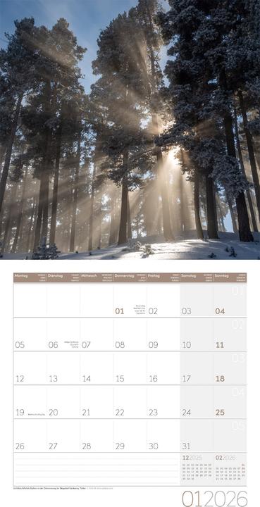 Image du produit Bäume Kalender 2026 - 30x30 (30 x 30 cm, Couverture rigide, Français, Anglais, Allemand, Italien)