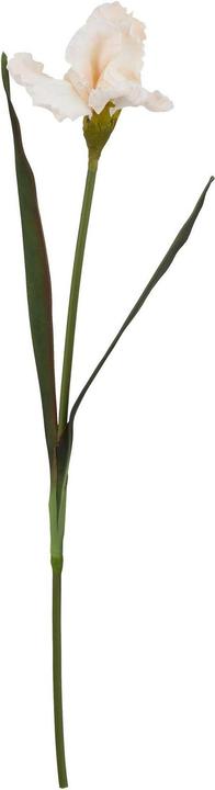 Helle Aprikosenfarbe