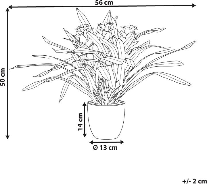 Produktbild Beliani Guzmania Atilla (50 cm)