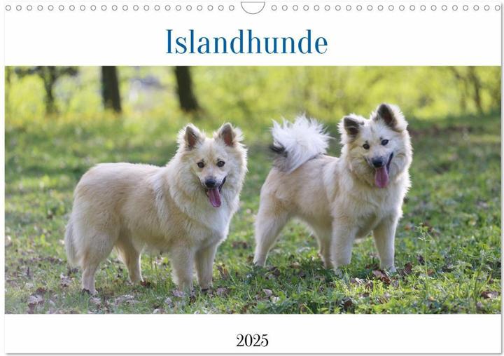 Produktbild Islandhunde (Wandkalender 2025 DIN A3 quer), Monatskalender (A3)