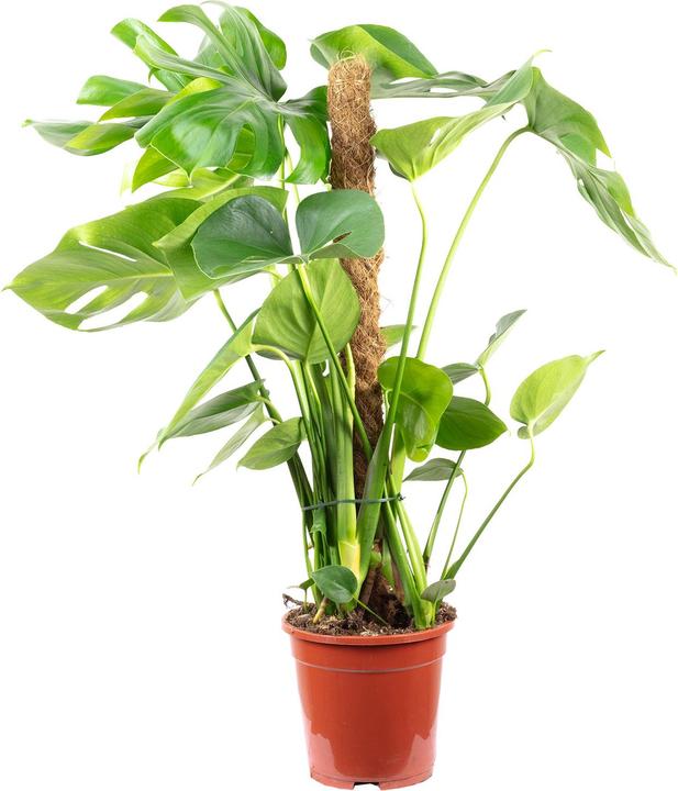 Immagine prodotto Flowerbox Foglia di finestra su bastoncino di muschio - Monstera deliciosa (80 cm)