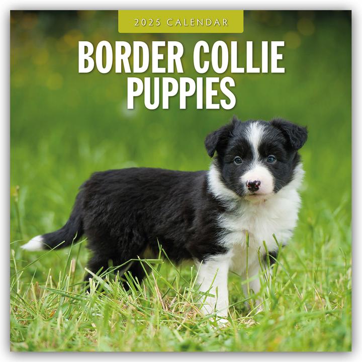 Produktbild Red Robin Publishing Ltd:Border Collie (305 x 305 mm)